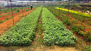 葫芦娃免费视频官网下载园金边黄杨苗