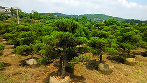 葫芦娃免费视频官网下载园造型柏树