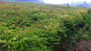 葫芦娃免费视频官网下载园栾树