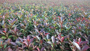 葫芦娃免费视频官网下载山庄苗木基地红继木小苗