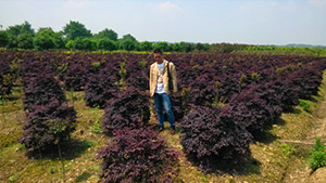 葫芦娃免费视频官网下载山庄苗木基地红继木球