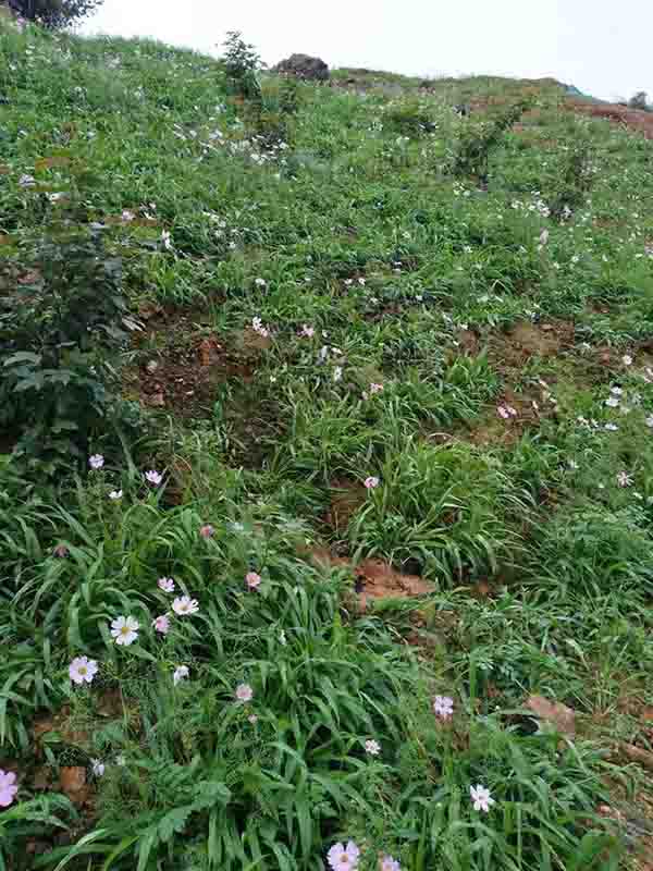 大义山葫芦娃官方下载入口网站后２