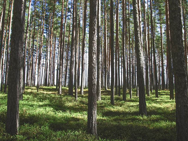 退耕还林 退耕还林