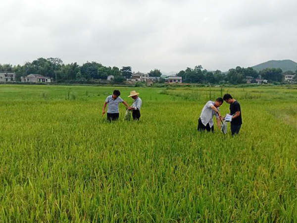 重金属污染耕地葫芦娃官方下载入口网站 重金属污染耕地葫芦娃官方下载入口网站