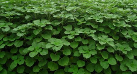 贵州省铜仁市生态葫芦娃官方下载入口网站与精准扶贫示范区