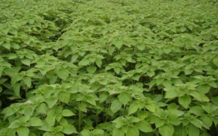 贵州省铜仁市生态葫芦娃官方下载入口网站与精准扶贫示范区